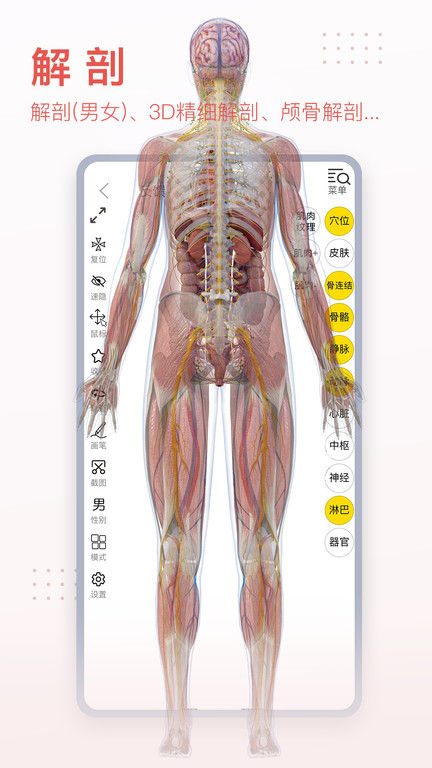 3dbody解剖图免费下载版